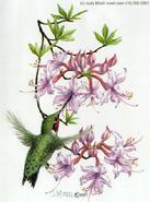 Hummingbird by Judy Mizell