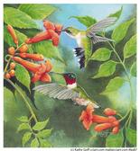 Hummingbirds drinking nectar from orange flowers
