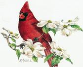 Cardinal on Dogwood Branch