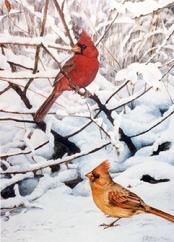 Cardinals in the snow