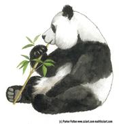 A Sweet Panda Eating Bamboo