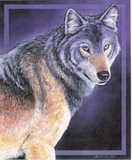 wolf, dark backgroung