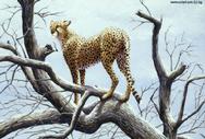 Cheetah by Barbara Gibson