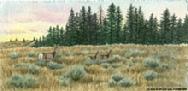 Deer by Judy Mizell
