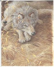 wolves, resting, sleeping, hay