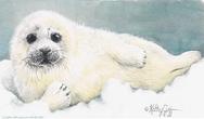 Harp Seal in lying in snow