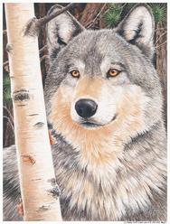 wolf, woods