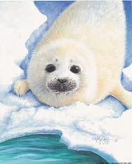 Harp Seal on the ice