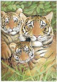 Tigers and Cubs