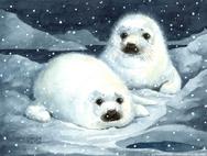 harp seals at night in the snow