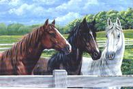 Horses by Barbara Gibson