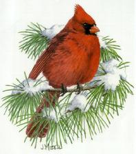 Cardinal, snow, evergreen sprig