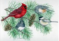 Cardinal, chickadee,m birds on pine branch with pine cones