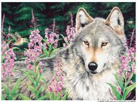 Wolf with hummingbirds in wild flowers